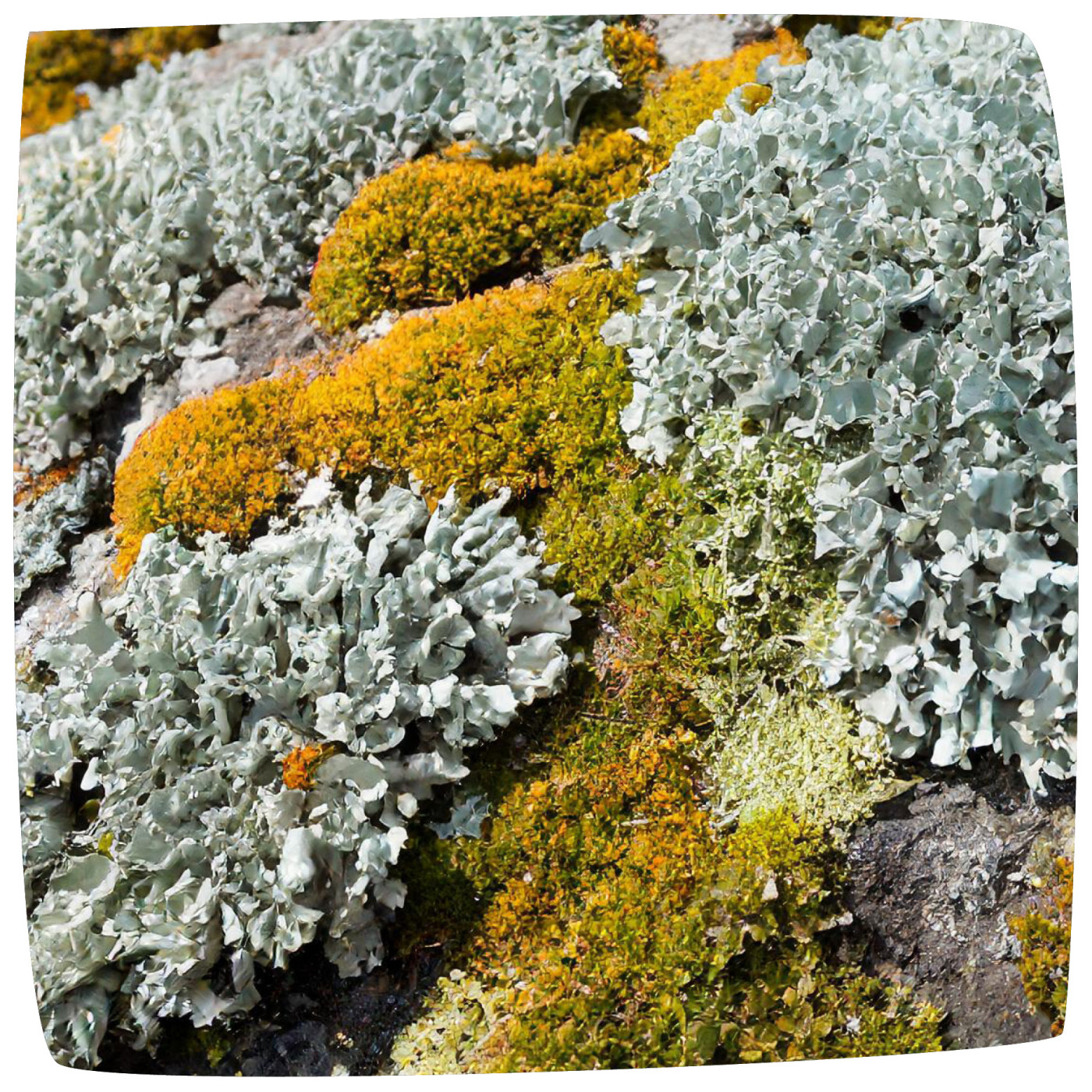 KAIOU - 4,6km d\'immersion sonore dans l\'histoire de notre Terre